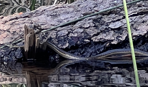 iNaturalist observation photo of Sierra Garter Snake