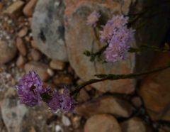 Lachnaea globulifera