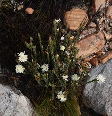 Lachnaea filamentosa