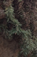 Podonosma orientalis