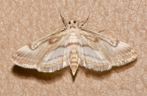Chestnut-marked Pondweed Moth