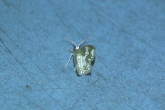 Chloropteryx dealbata