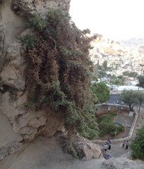 Podonosma orientalis