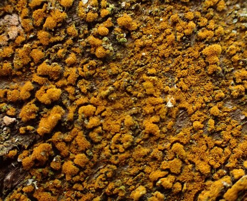 Trentepohlia abietina observed 2025-07-27