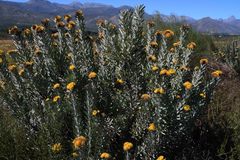 Leucospermum rodolentum