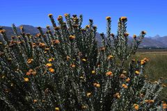 Leucospermum rodolentum
