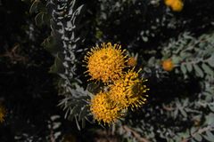 Leucospermum rodolentum