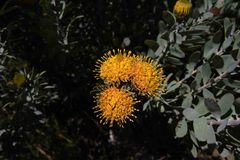 Leucospermum rodolentum