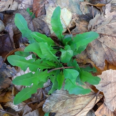 Taraxacum officinale