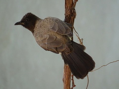Pycnonotus barbatus