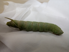 Marumba cristata bukaiana