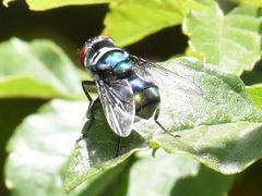 Chrysomya chloropyga