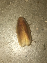 Parcoblatta fulvescens