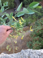 Nicotiana glauca