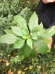 Parietaria officinalis
