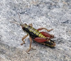 Epipodisma pedemontana