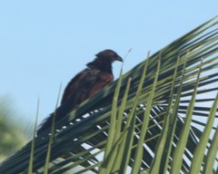 Centropus sinensis