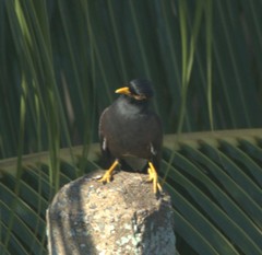 Acridotheres tristis