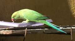 Psittacula krameri