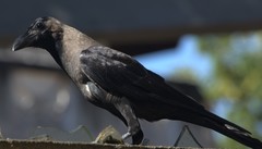 Corvus splendens