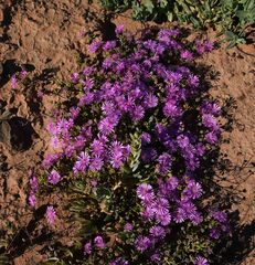 Drosanthemum hispidum