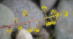 Rorippa hispida