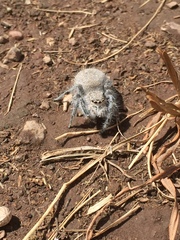 Phidippus octopunctatus