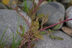 Rorippa hispida