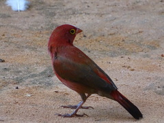 Lagonosticta senegala
