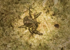 Stephanopis carcinoides