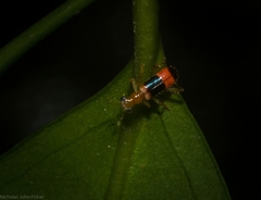 Lemidia