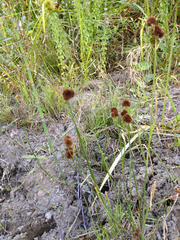 Juncus bolanderi