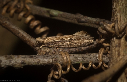 Erechthias diacrita
