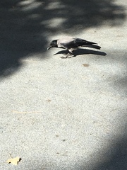 Corvus cornix