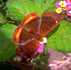 Synargis tytia