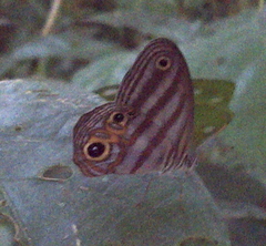 Chloreuptychia herseis