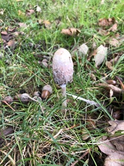 Coprinus comatus