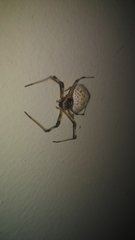 Herennia multipuncta