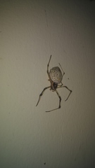 Herennia multipuncta