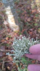 Ramalina calicaris