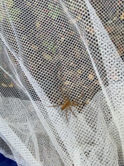Pisaurina mira