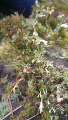 Cladonia polydactyla
