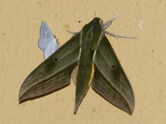 Xylophanes alexandrei