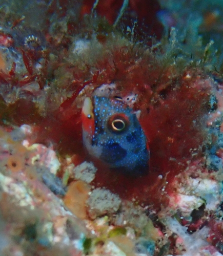 Mexican Barnacle Blenny
