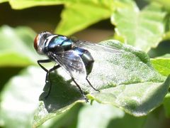 Chrysomya chloropyga