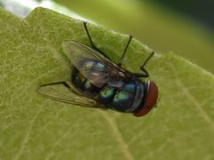 Chrysomya chloropyga