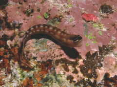 Ecsenius australianus