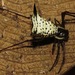 Micrathena gurupi - Photo (c) Rich Hoyer, some rights reserved (CC BY-NC-SA), uploaded by Rich Hoyer