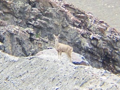 Hippocamelus antisensis