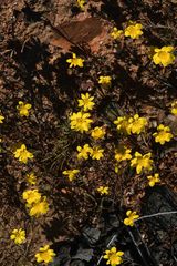 Rhynchopsidium pumilum